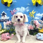 マルチーズ　ユキちゃん