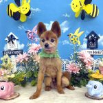 ポメラニアン　メルくん