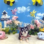 チワワ　あんずちゃん　炭酸泉入浴