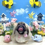 ペキニーズ　べあちゃん