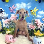 トイプードル　ますみくん