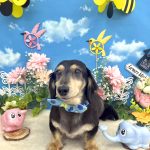 ダックスフンド　ジローくん