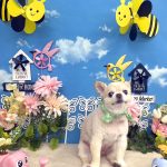 チワワ　くうくんです(^O^)／　PV動画あり