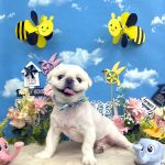 ペキニーズ　ロワくん　炭酸入浴　シルクパック