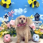 トイプードル　ふわりちゃん