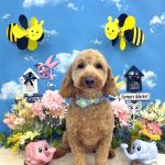 プードル＆ダックス　ぽんたくん