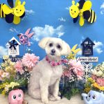 マルプー　アリスちゃん