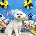 マルプー　コムギくん