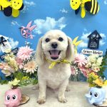 マルプー　きゅーとくん