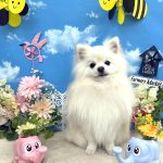 ポメラニアン　ゆきくん