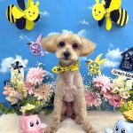 トイプードル＆スピッツ　りくくん