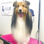 シェルテイー　さくらちゃん