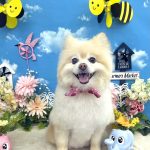 ポメラニアン　こうめちゃん