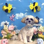 シーズー＆マルチーズ　コアくん