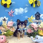 チワワ　オレオくん