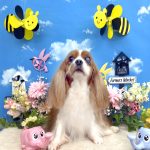 キャバリア　クレアちゃん