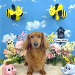 ミニュチュアダックス　チョコくん