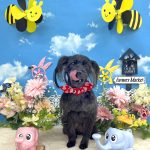 ヨーキー＆プードル　ルナちゃん