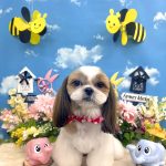 シーズー　マフィンちゃん