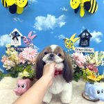 シーズー　スフレちゃん