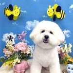 ビションフリーゼ　ラデュレくん