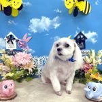 マルチーズ　ぺこくん