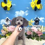 トイプードル　ジロウくん