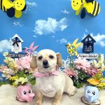 チワックス　とうふちゃん