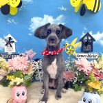 プードルｘパピヨン　ピノちゃん