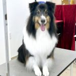 シェルテイー　和三盆ちゃん