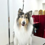 ラフコリー　金平糖ちゃん