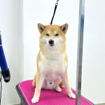 柴犬　happyくん