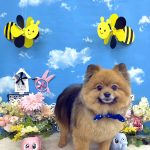 ポメラニアン　まるくん