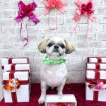 シーズー　ごまくん