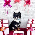 チワワ　タルトくん