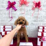 トイプードル　ロピくん