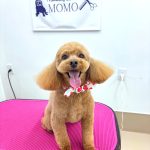 トイプードル　ラティちゃん