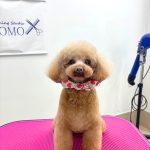 トイプードル　あむちゃん