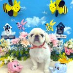 ペキニーズ　まめちゃん