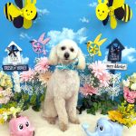 トイプードル　ポテくん