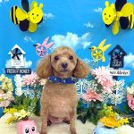 トイプードル　シェリーくん