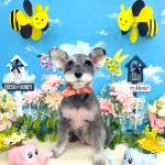 ミニュチュアシュナウザー　ゆずちゃん