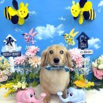 ダックスフンド　かいくん