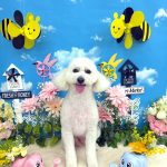 トイプードル　いぶくん