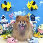 ポメラニアン　コロンちゃん