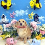 チワックス　みくちゃん　シルクパック