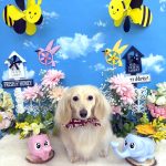 カニンヘンダックス　くうちゃん　シルクパック