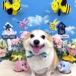 コーギーｘチワワ　もねちゃん　シルクパック