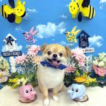 チワワ　まおくん　シルクパック