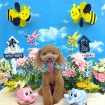 タイニープードル　ちくわくん　炭酸泉入浴　ハーブパック